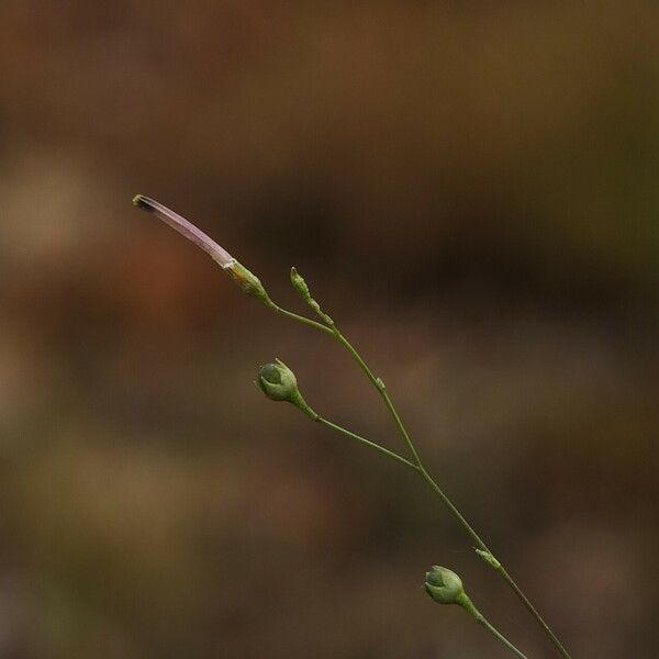 Schwenckia americana Fruit