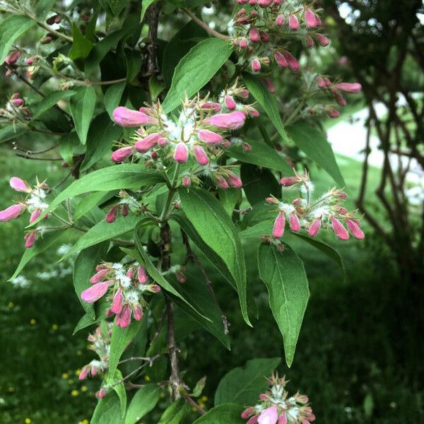 Kolkwitzia amabilis Flors