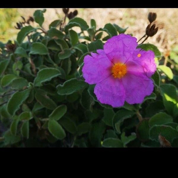 Cistus creticus Flower