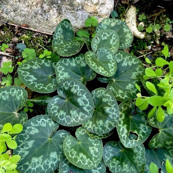 Cyclamen purpurascens Habitat