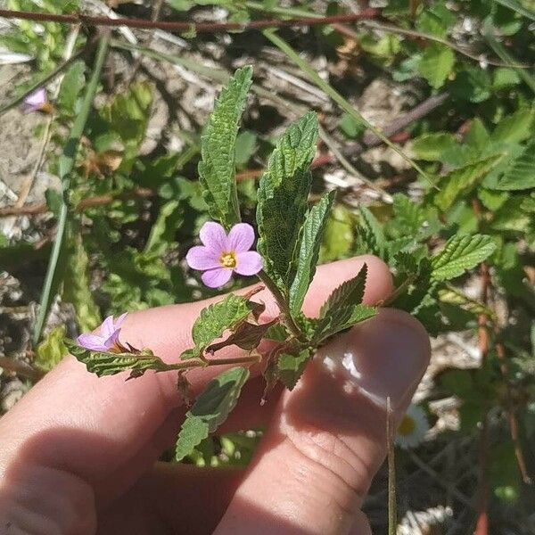 Melochia pyramidata Õis