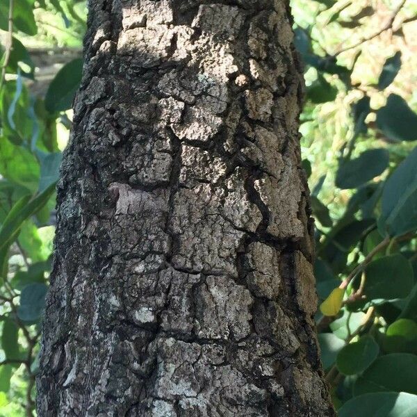 Annona senegalensis Bark