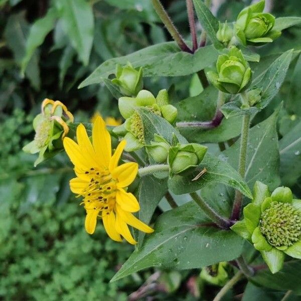 Silphium integrifolium 花