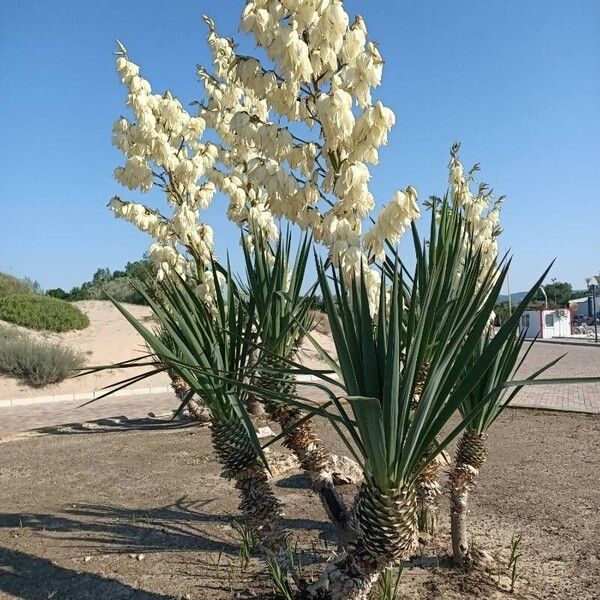 Yucca gloriosa Habit