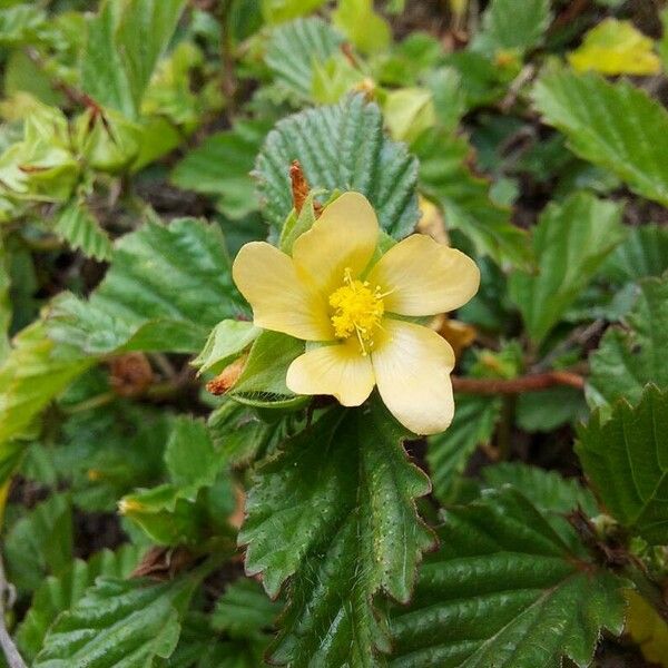 Malvastrum coromandelianum Flor