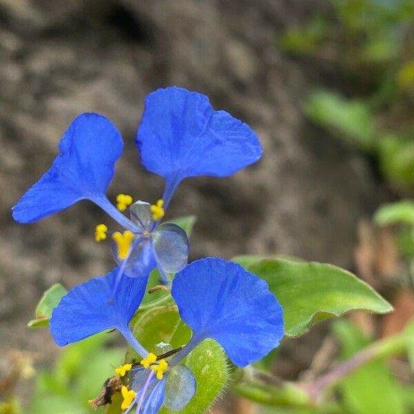 Commelina benghalensis Fleur