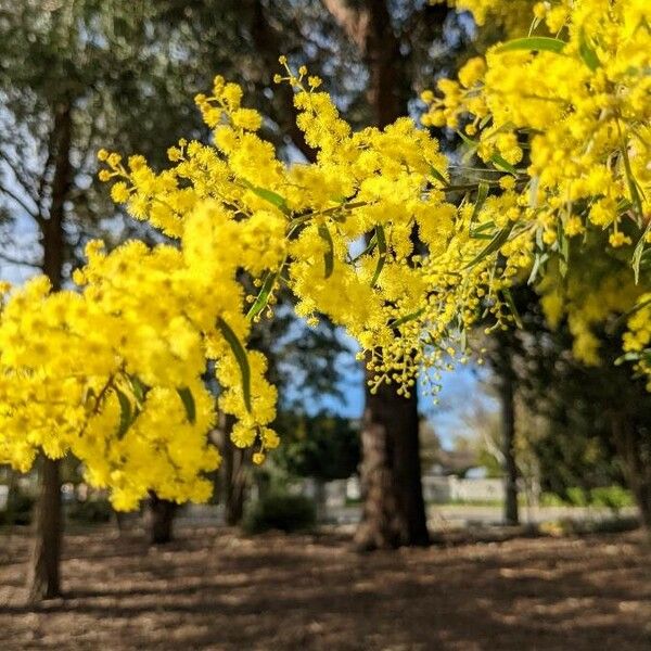 Acacia pycnantha Blomst