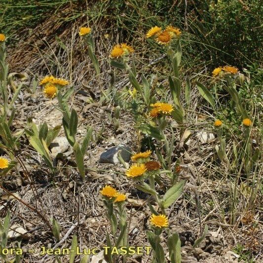 Inula helenioides Vivejo