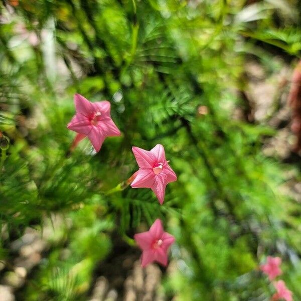 Ipomoea quamoclit Õis