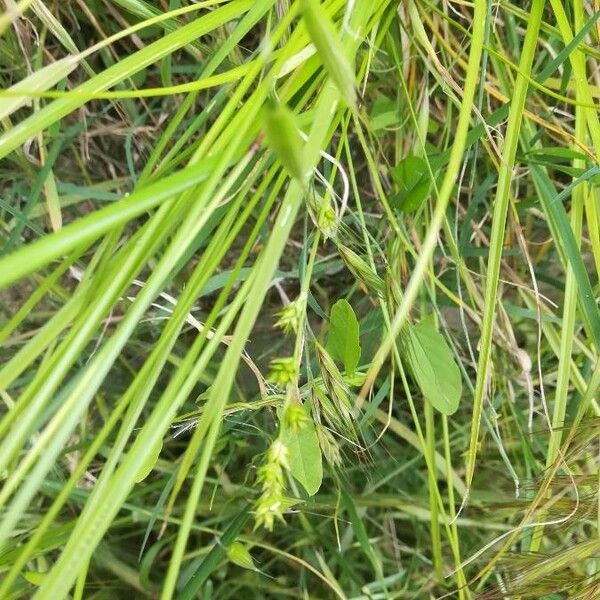 Carex divulsa Кветка