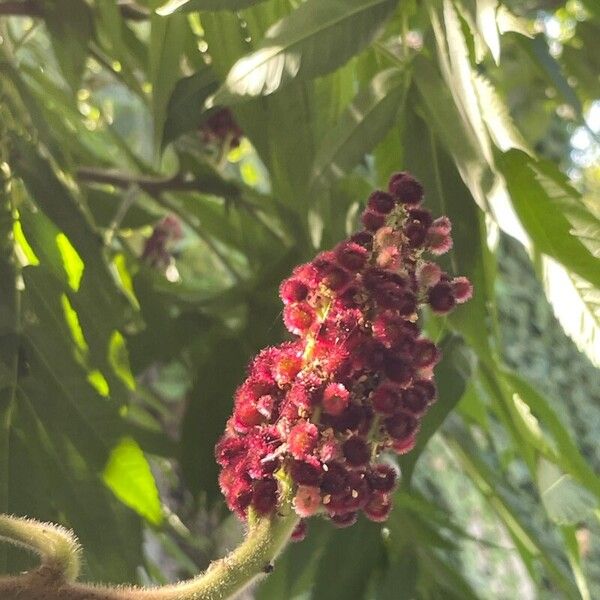 Rhus typhina Flower