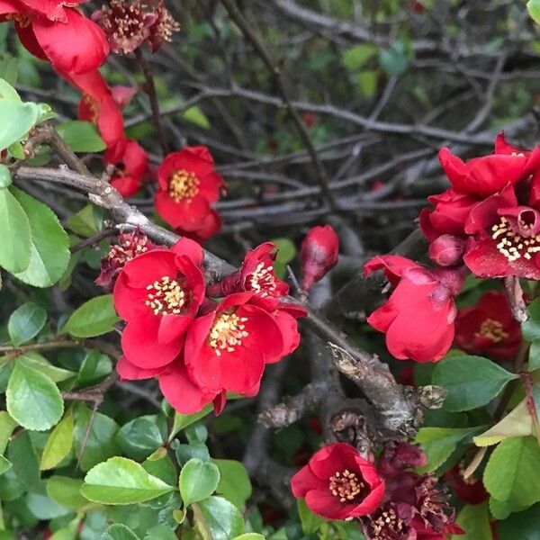 Chaenomeles japonica ফুল