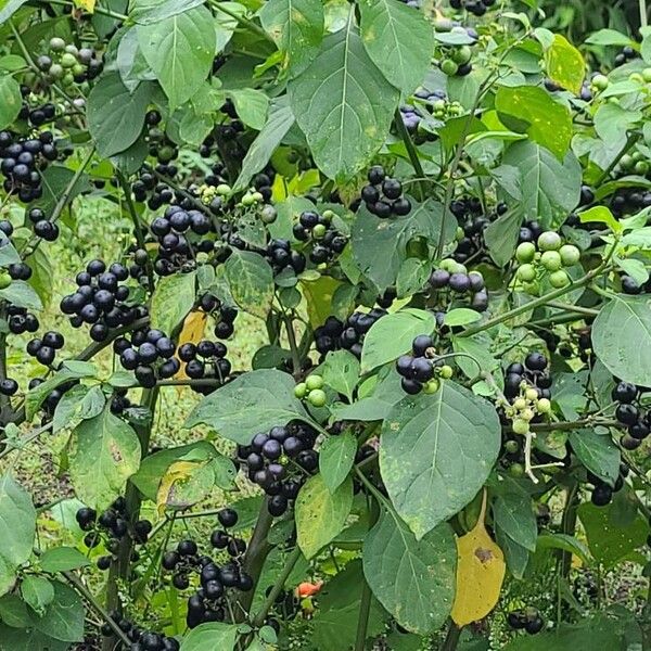 Solanum scabrum ফল