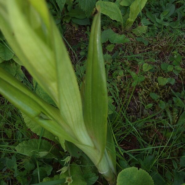 Himantoglossum hircinum Leaf