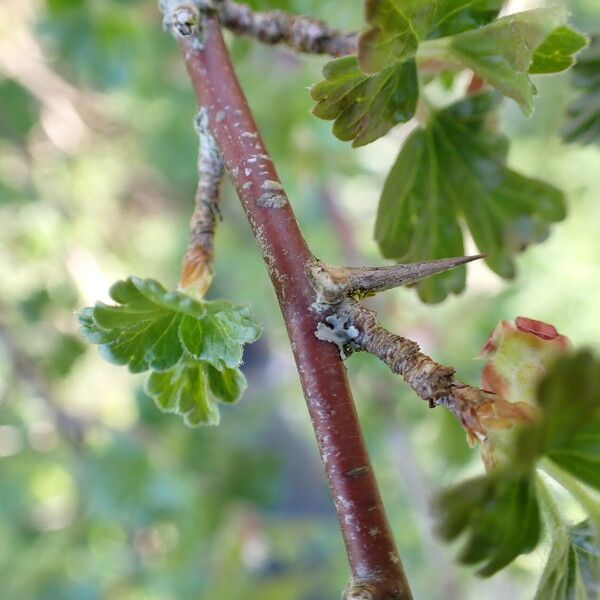 Ribes uva-crispa Escorça