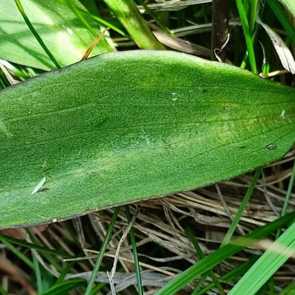 Swertia perennis Leaf