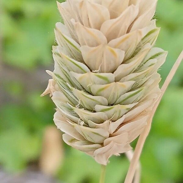 Phalaris canariensis Flower