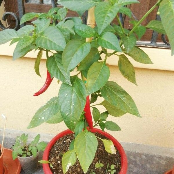 Capsicum annuum Habit