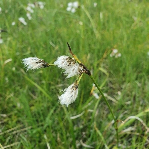 Eriophorum latifolium Flower