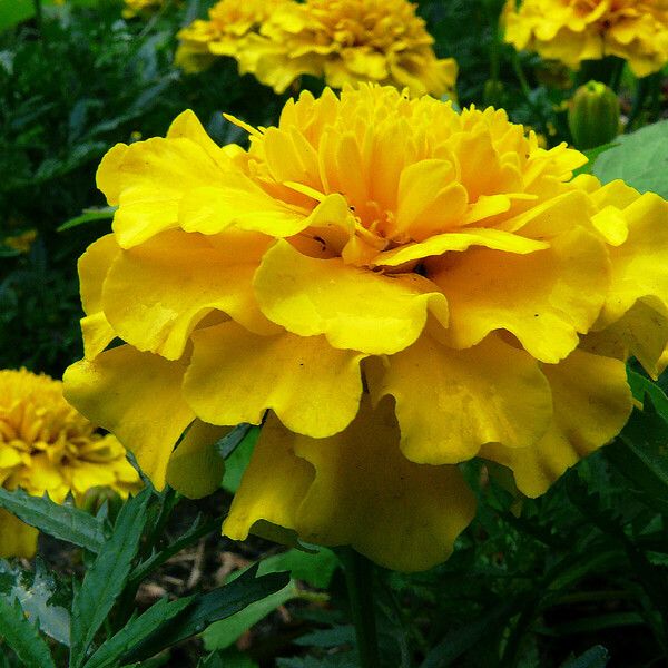 Tagetes erecta Цветок