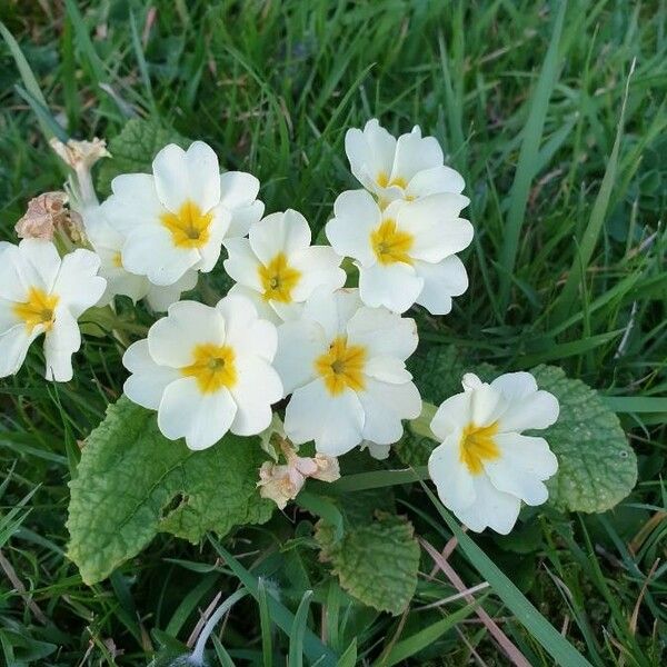 Primula vulgaris Flors