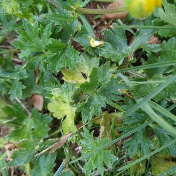 Ranunculus macrophyllus Feuille