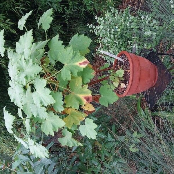 Pelargonium papilionaceum 形態