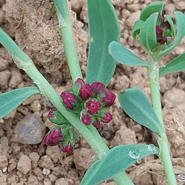 Corrigiola litoralis Flower