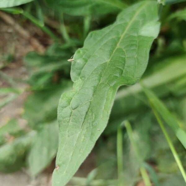 Cynoglossum officinale Leaf