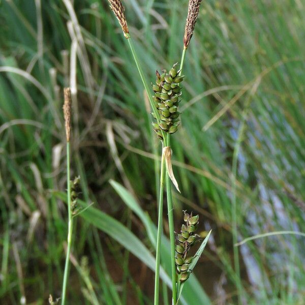 Carex panicea ഇല