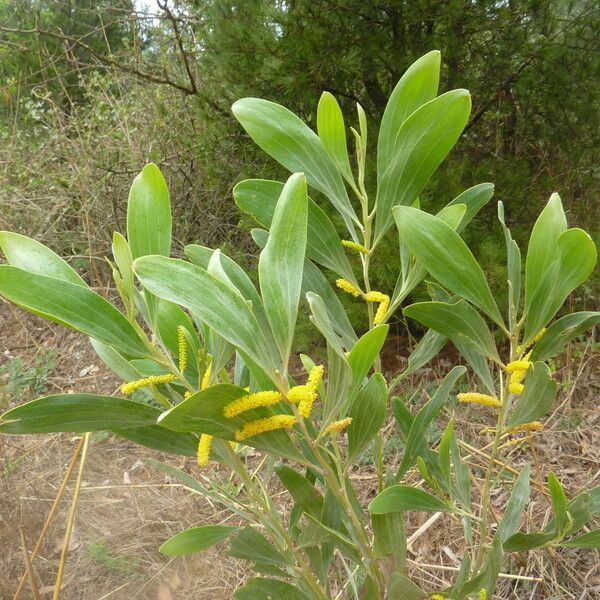 Acacia auriculiformis Blüte