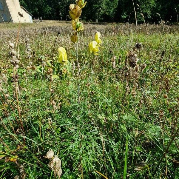 Aconitum anthora Συνήθη χαρακτηριστικά