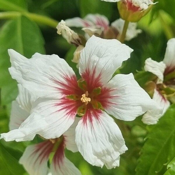 Xanthoceras sorbifolium Fiore