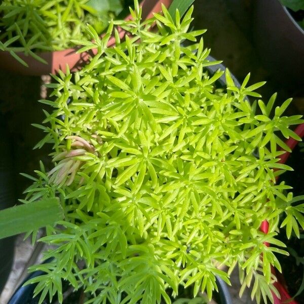 Sedum mexicanum Ліст