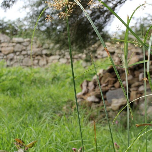 Cyperus longus Характер