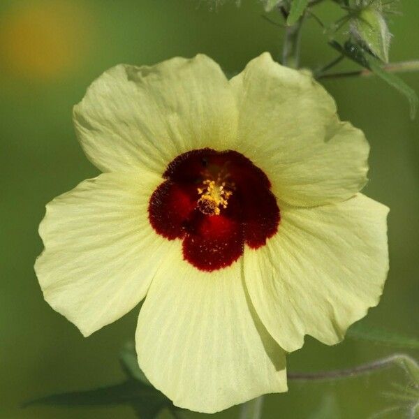 Abelmoschus esculentus Blomma