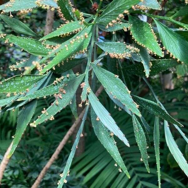 Phyllanthus arbuscula List