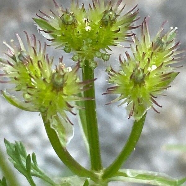 Caucalis platycarpos Fruit