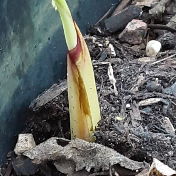 Canna indica برگ