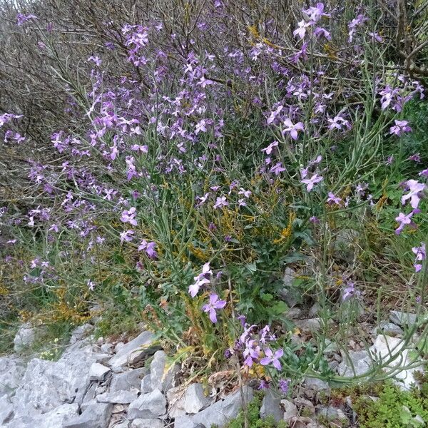 Hesperis laciniata Alkat (teljes növény)