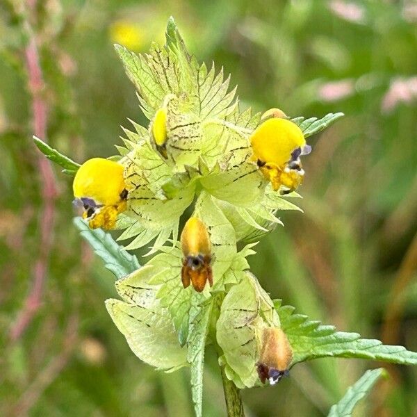 Rhinanthus major Квітка