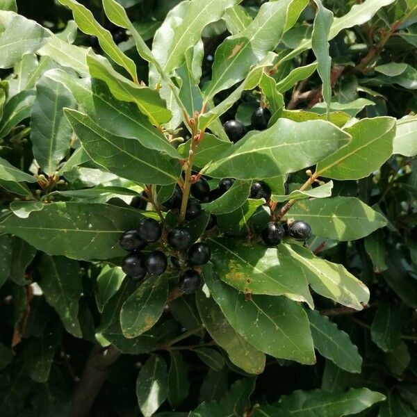 Laurus nobilis Fuelha