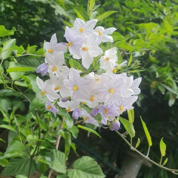 Solanum laxum Flower