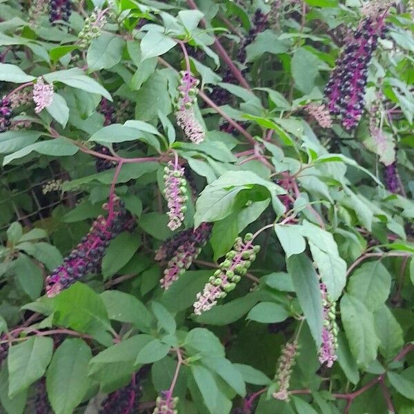 Phytolacca americana ശീലം