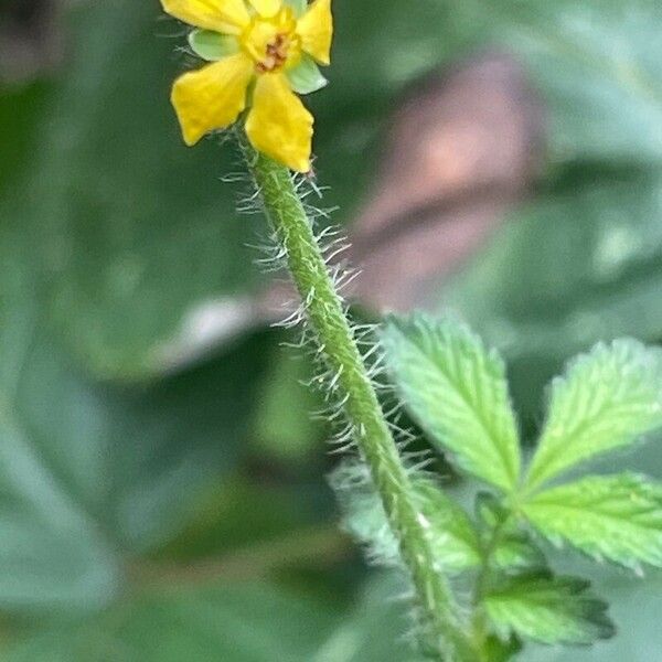 Agrimonia eupatoria Drugo