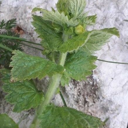 Scrophularia vernalis Folla