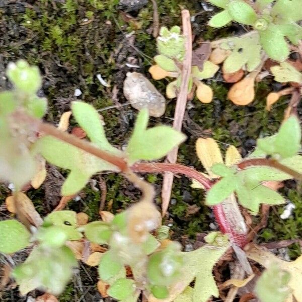 Saxifraga tridactylites पत्ता