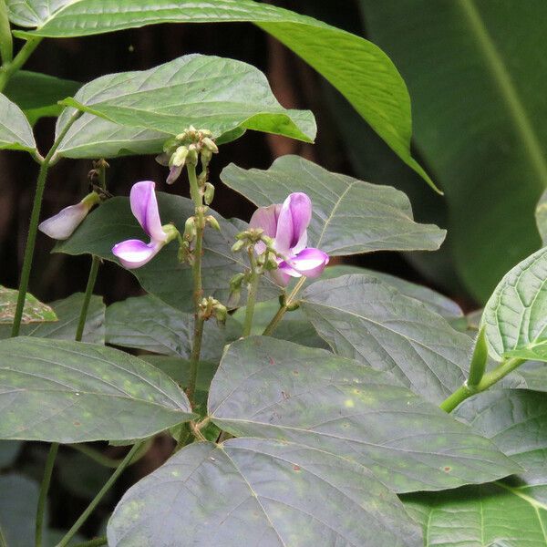 Pueraria phaseoloides 整株植物
