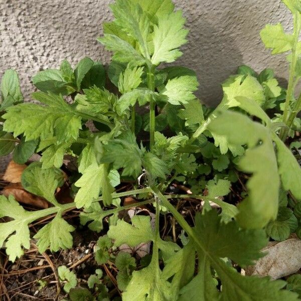 Artemisia vulgaris পাতা