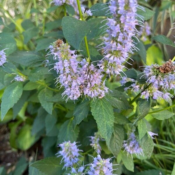 Agastache foeniculum Fleur